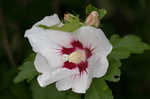 Hollyhock